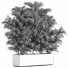 Pflanzen Palme im kasten 2 - shayan sharify