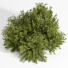 Buissons Buisson 02 - shayan sharify