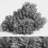 Buissons Buisson 02 - shayan sharify
