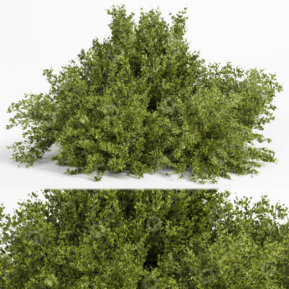 Buissons Buisson 02 modèle 3D