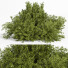 Buissons Buisson 02 - shayan sharify