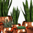 Topfpflanzen Vase 01 - reyhaneh2004
