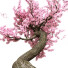 Bonsai-Baum Sakura - CGMOD