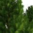 Árboles Pino montañés - CGMOD