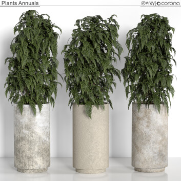 Plantes en pot  Annuel Modèle 3D