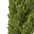 Arbres Cedrus Deodara 13 - hyperion