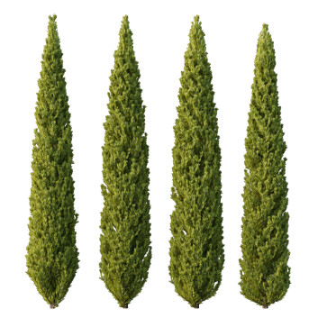 Trees  Cedrus Deodara 13 3D model