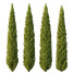 Arbres Cedrus Deodara 13 - hyperion