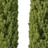 Arbres Cedrus Deodara 12 - hyperion