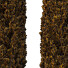 Arbres Cedrus Deodara 12 - hyperion