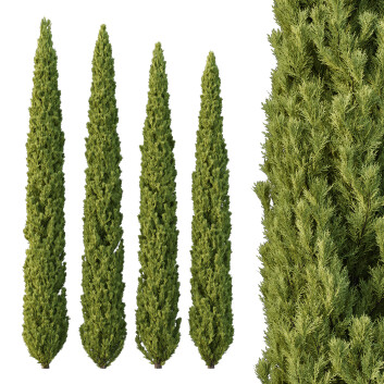 Árboles Cedrus Deodara 12