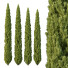 Arbres Cedrus Deodara 12 - hyperion