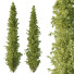 Arbres Cedrus Deodara 10 - hyperion