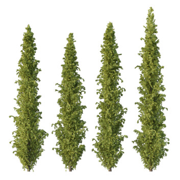Trees  Cedrus Deodara 10 3D model