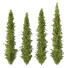 Arbres Cedrus Deodara 10 - hyperion