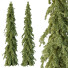 Árboles Cedrus Deodara 09 - hyperion