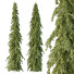 Árboles Cedrus Deodara 09 - hyperion