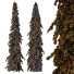 Árboles Cedrus Deodara 09 - hyperion