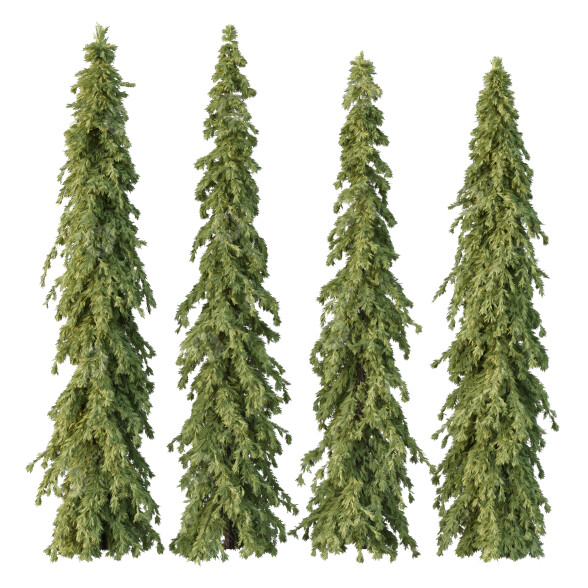 Árboles Cedrus Deodara 09 Modelo 3D