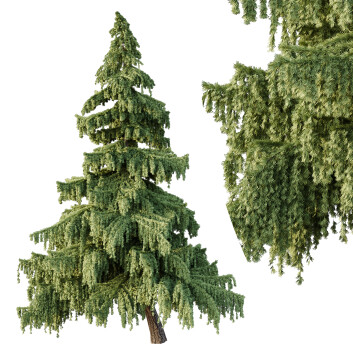 Árbol Cedrus Deodara 05