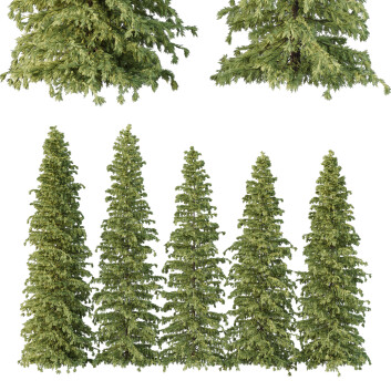 Árboles Cedrus Deodara 07