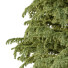 Arbre Cedrus Deodara 06 - hyperion