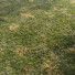 Gras Berggelände - rizzo