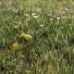 Gras Berggelände - rizzo