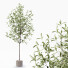 Plantas en macetas Conjunto de interior - Beatriz Martin