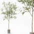 Plantas en macetas Conjunto de interior - Beatriz Martin