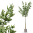 Plantas en macetas Conjunto de interior - Beatriz Martin