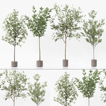 Potted Plants  Indoor Set 3D model