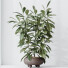 Rośliny doniczkowe House Ficus Cyathistipula African Fig Set 02 - Pandora-land