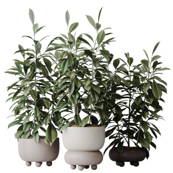 Rośliny doniczkowe  House Ficus Cyathistipula African Fig Set 02 Model 3D