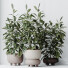 Rośliny doniczkowe House Ficus Cyathistipula African Fig Set 02 - Pandora-land