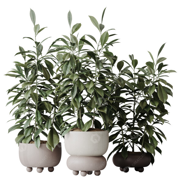 Rośliny doniczkowe House Ficus Cyathistipula African Fig Set 02 model 3D