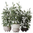 Rośliny doniczkowe House Ficus Cyathistipula African Fig Set 02 - Pandora-land