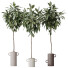Rośliny doniczkowe HQ House Ficus Cyathistipula African Fig Set 03 - Pandora-land