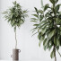 Rośliny doniczkowe HQ House Ficus Cyathistipula African Fig Set 03 - Pandora-land