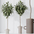 Rośliny doniczkowe HQ House Ficus Cyathistipula African Fig Set 03 - Pandora-land
