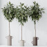 Rośliny doniczkowe HQ House Ficus Cyathistipula African Fig Set 03 - Pandora-land