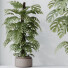Rośliny doniczkowe HQ House Elegant Monstera Deliciosa Large Leaf Form Swiss Cheese - Pandora-land