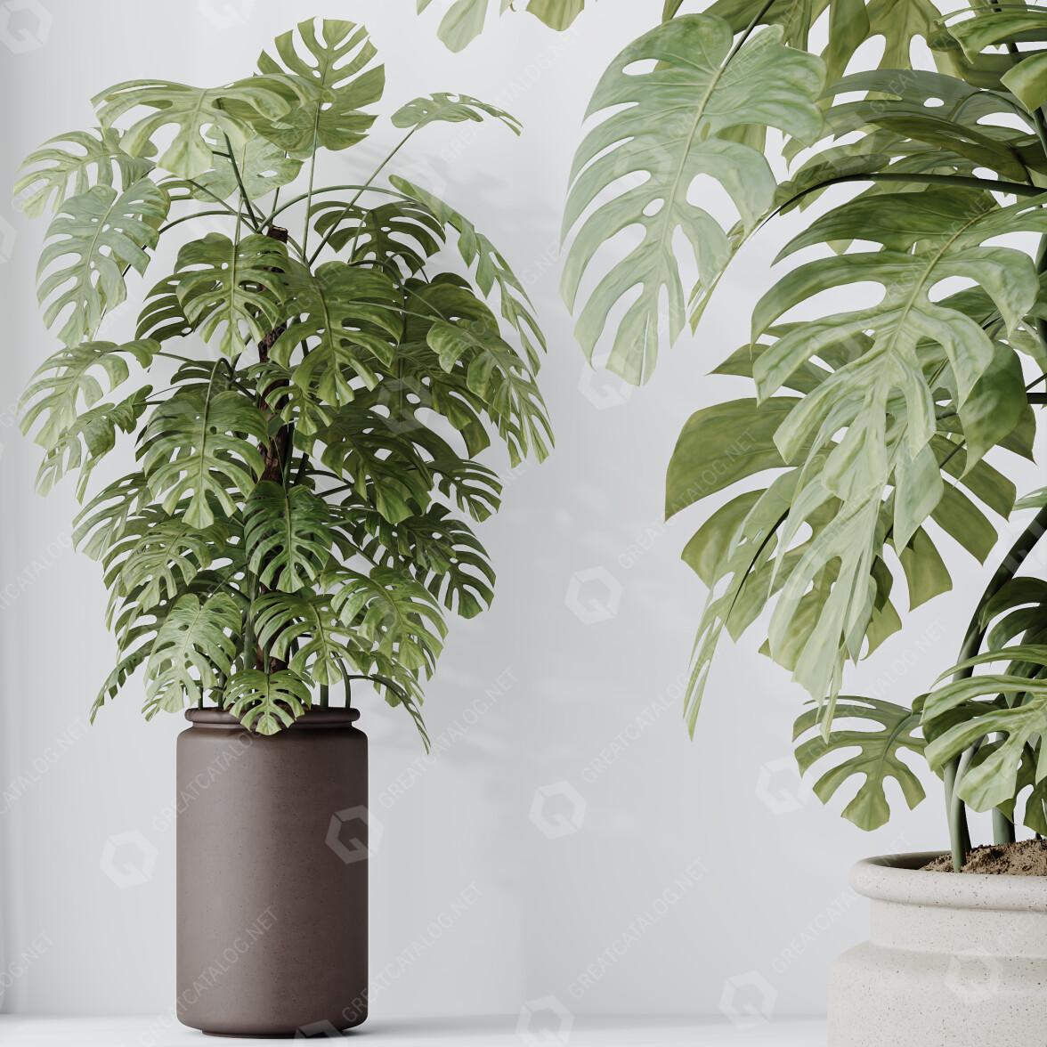philodendron verrucosum arten Philodendron verrucosum