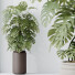 Rośliny doniczkowe HQ House Elegant Monstera Deliciosa Large Leaf Form Swiss Cheese - Pandora-land