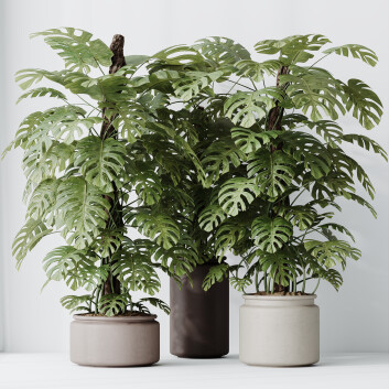 Rośliny doniczkowe  HQ House Elegant Monstera Deliciosa Large Leaf Form Swiss Cheese Model 3D