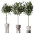 Rośliny doniczkowe HQ House Ficus Microcarpa Moclame Indian Laurel Set 02 - Pandora-land
