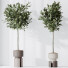 Rośliny doniczkowe HQ House Ficus Microcarpa Moclame Indian Laurel Set 02 - Pandora-land