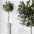 Rośliny doniczkowe HQ House Ficus Microcarpa Moclame Indian Laurel Set 02 - Pandora-land