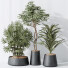 Rośliny doniczkowe Indoor Plant Set 26 - Pandora-land