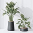 Rośliny doniczkowe Indoor Plant Set 26 - Pandora-land